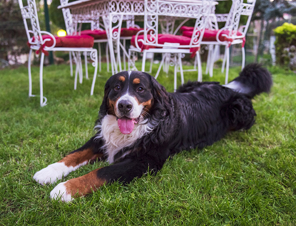 Maya Pet Fotoğraf Çekimi